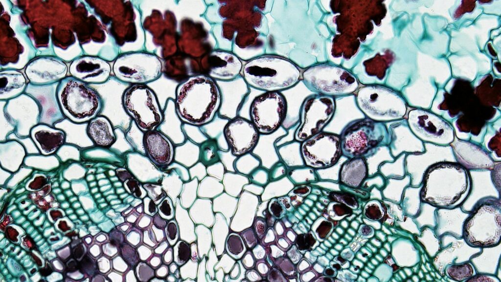 pexels photo 11198499 11198499 Colorful microscopic image showcasing the intricate details of plant tissue cells.